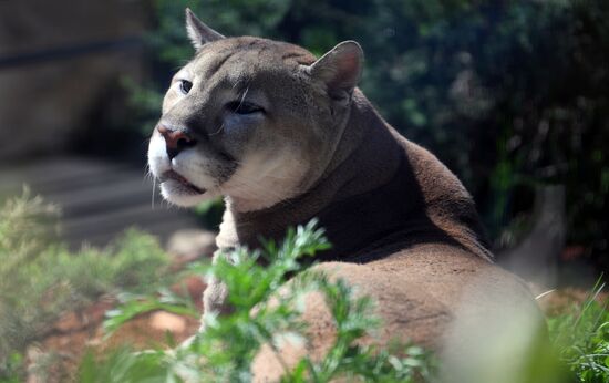 Russia Zoo