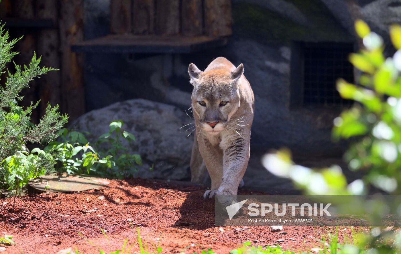 Russia Zoo