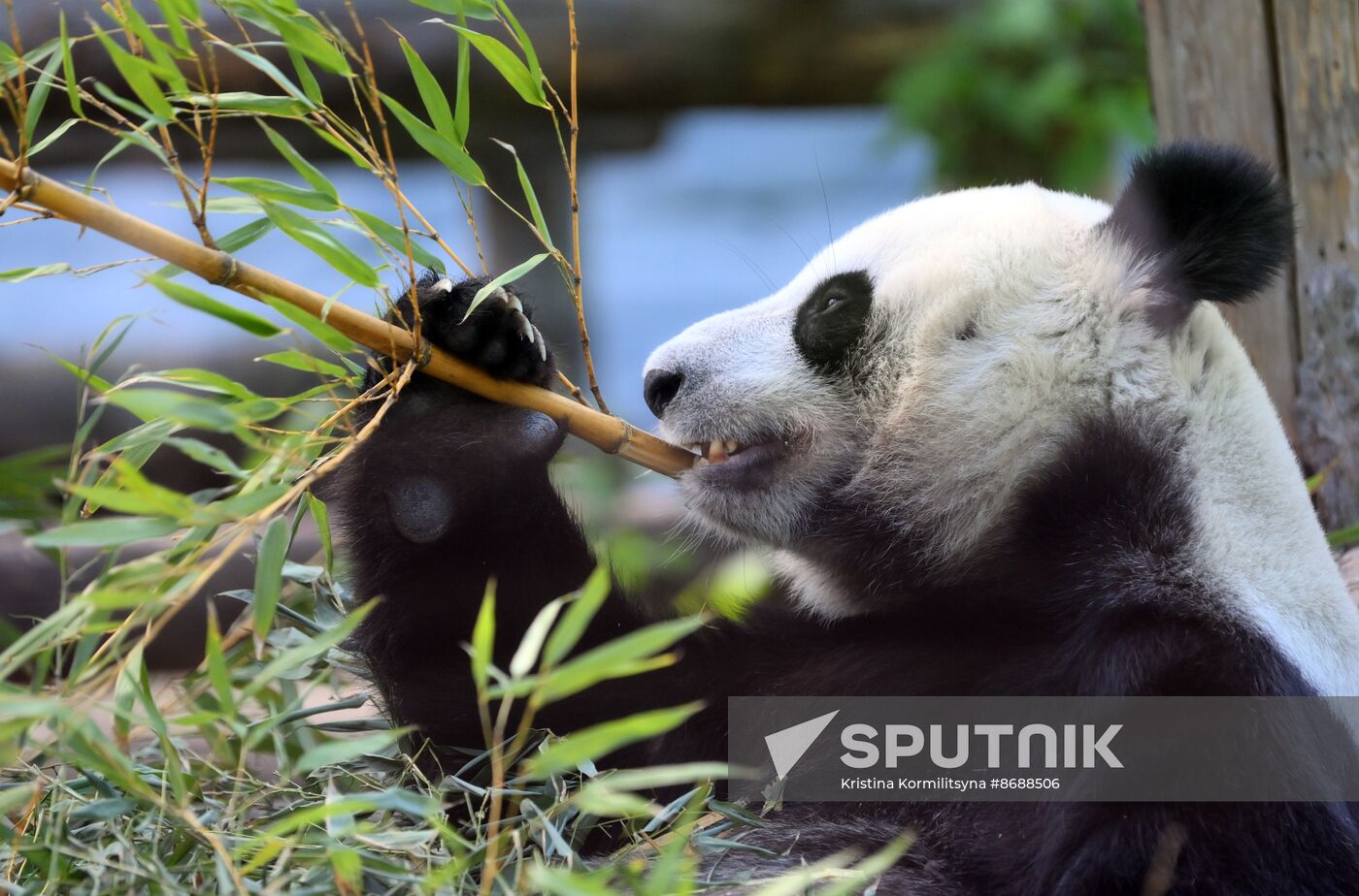 Russia Zoo