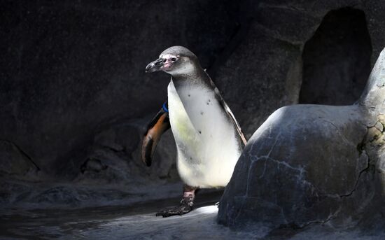 Russia Zoo