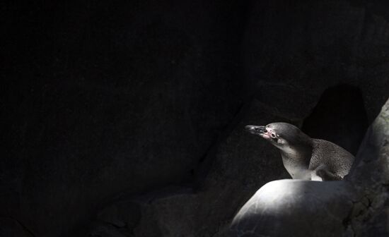 Russia Zoo