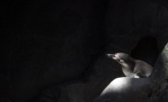 Russia Zoo
