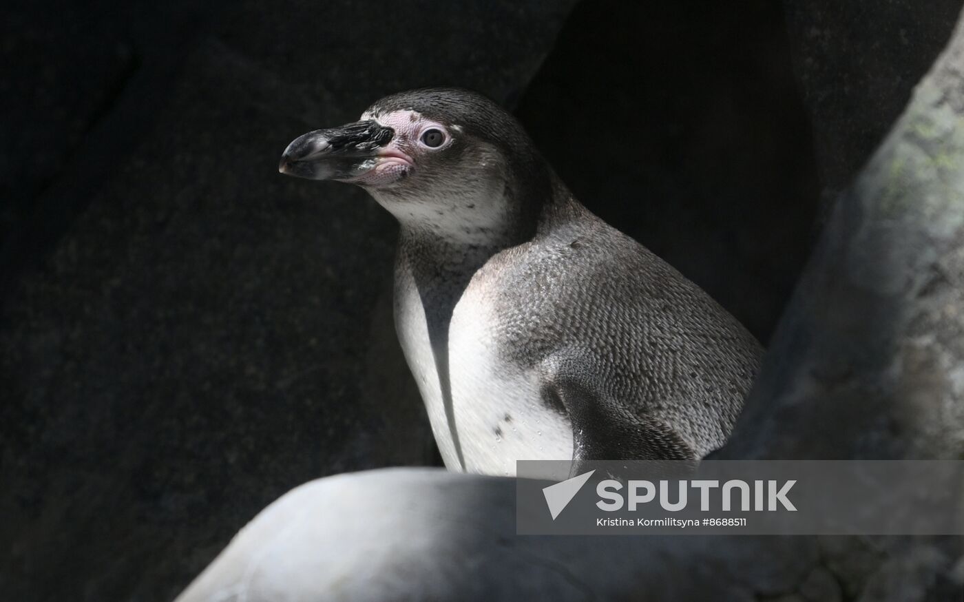 Russia Zoo