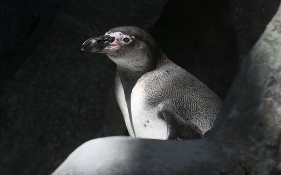 Russia Zoo