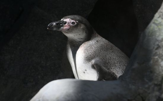 Russia Zoo
