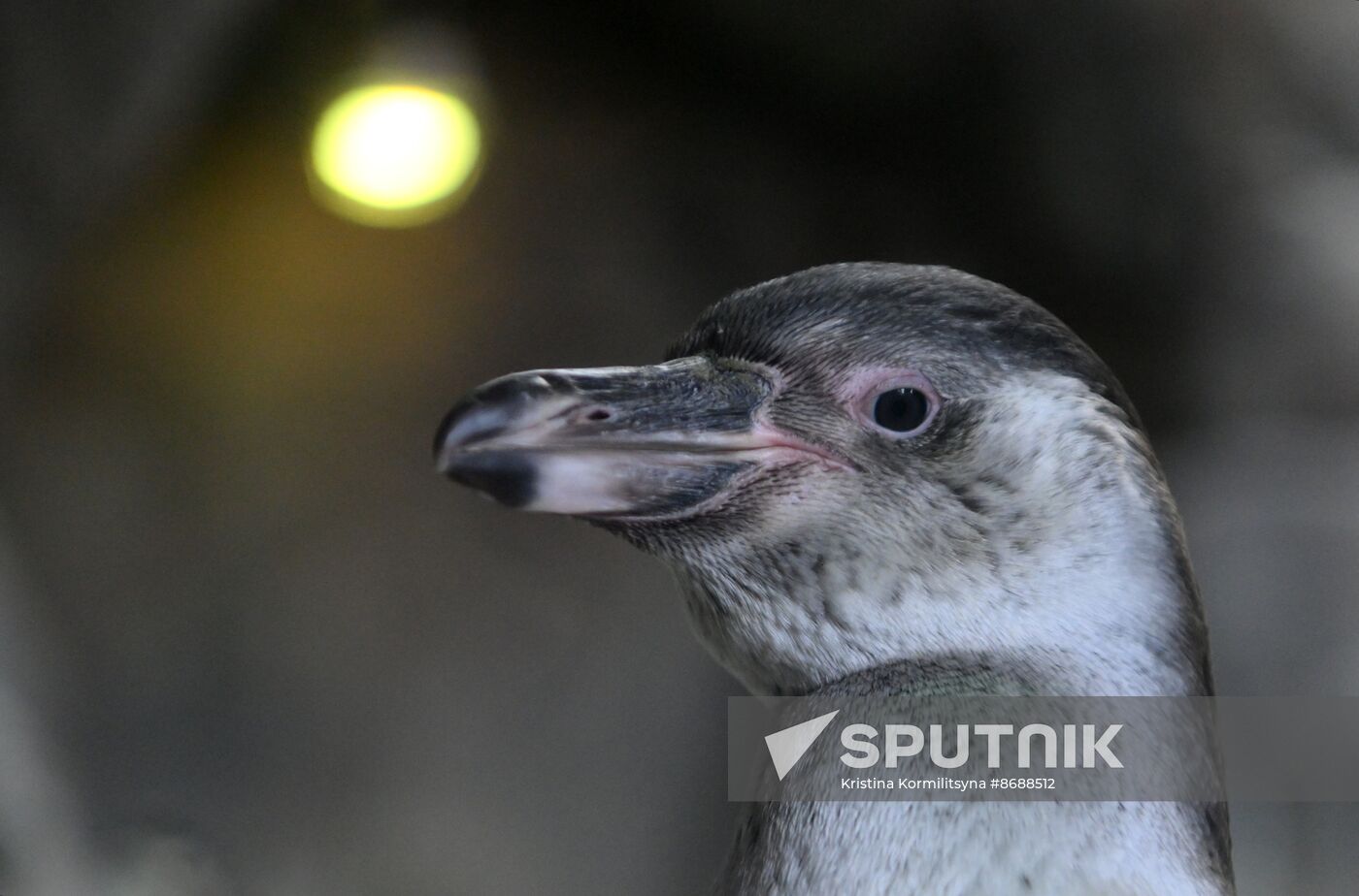 Russia Zoo