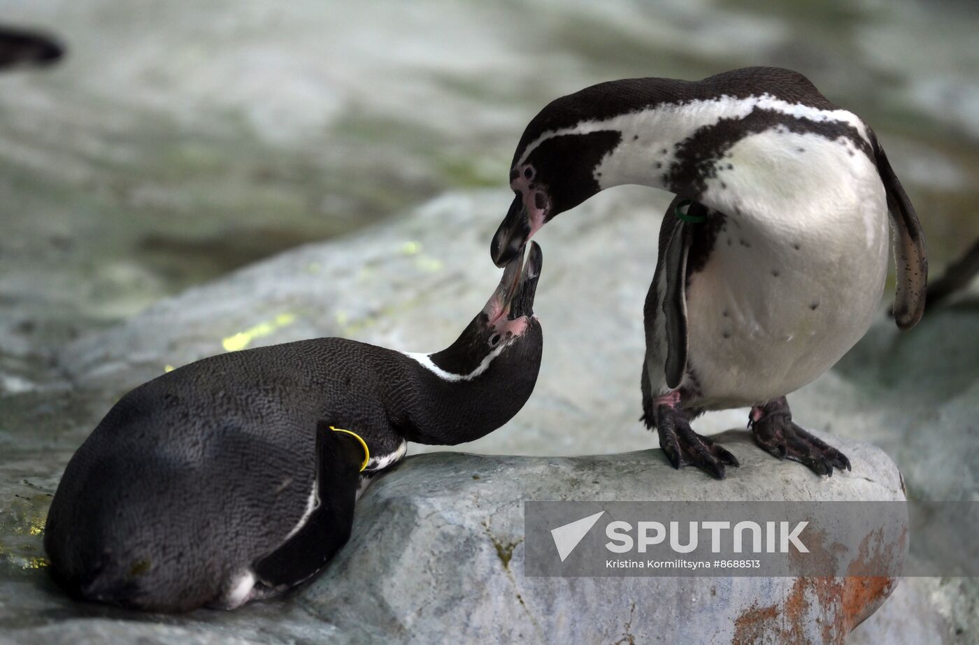 Russia Zoo