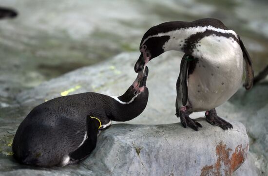 Russia Zoo