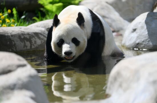 Russia Zoo