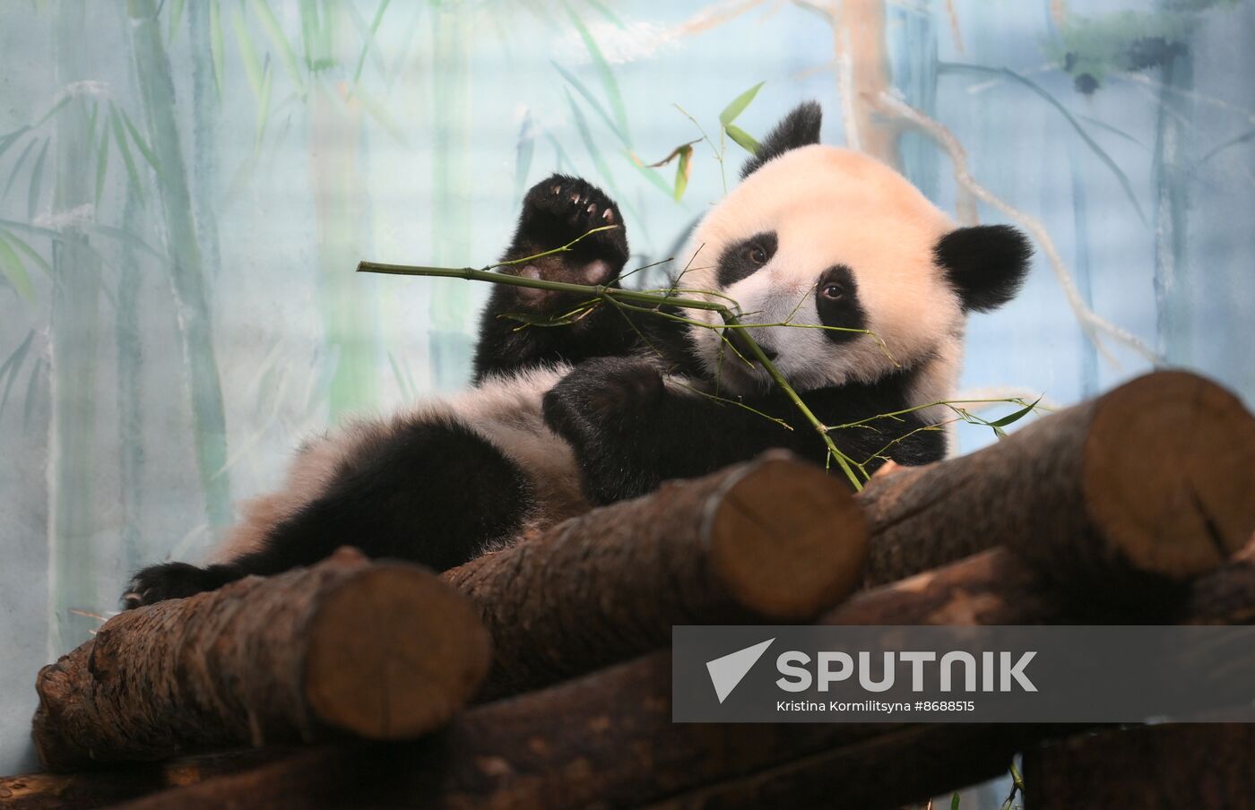 Russia Zoo