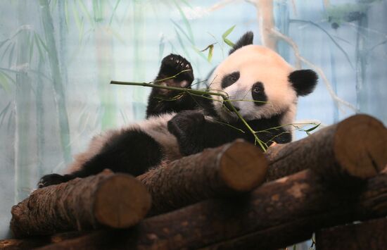 Russia Zoo