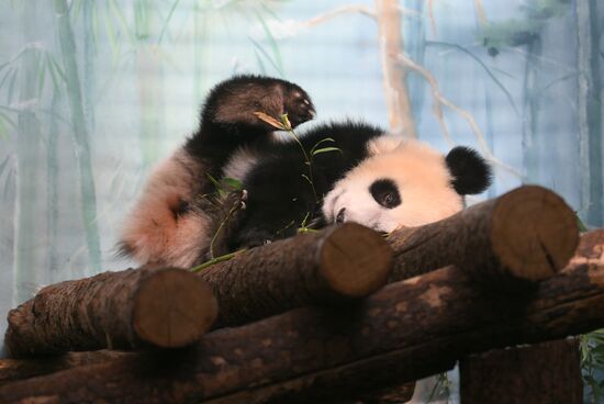 Russia Zoo