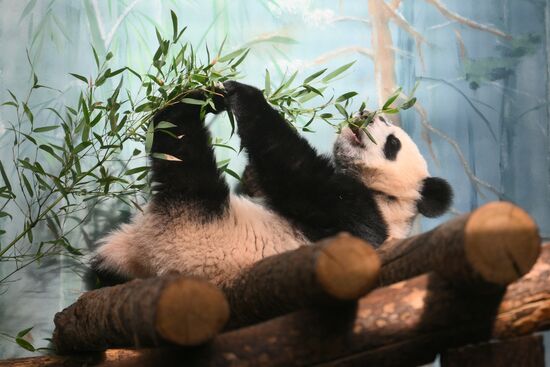 Russia Zoo