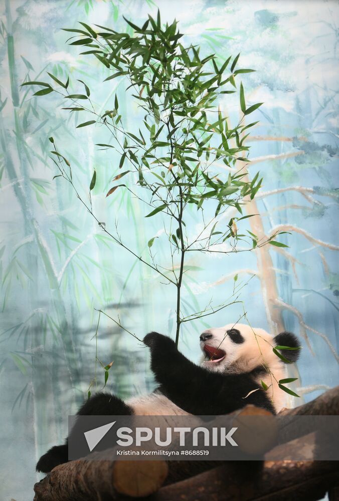 Russia Zoo