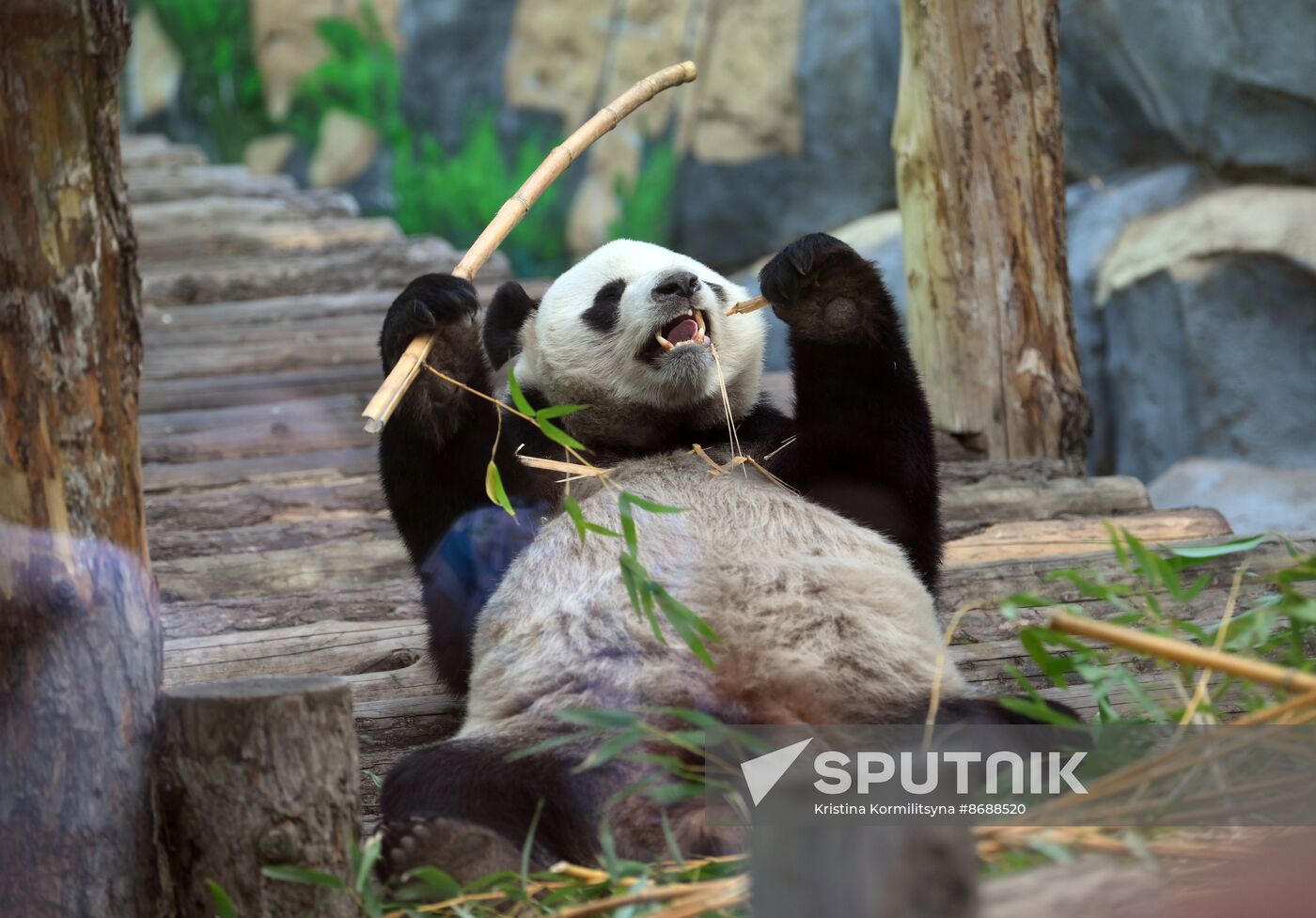 Russia Zoo