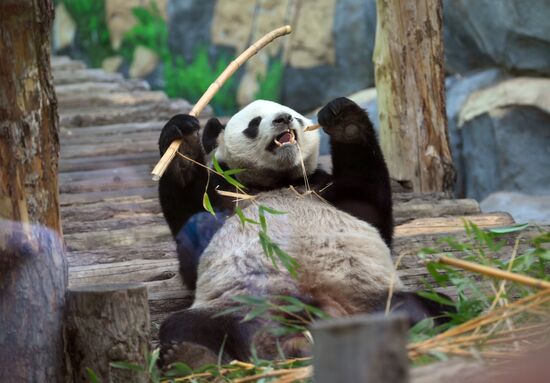 Russia Zoo