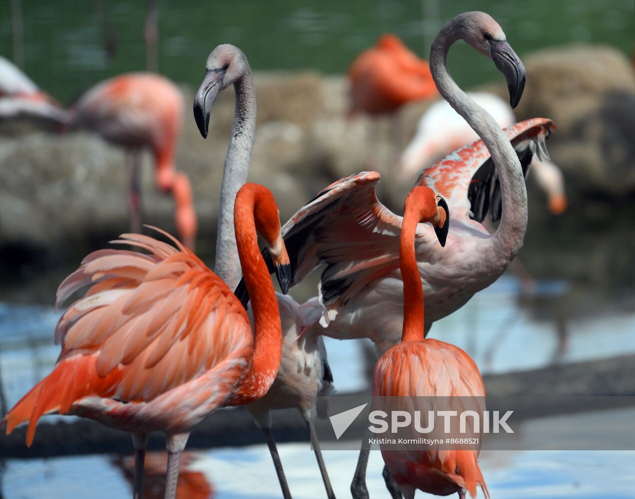Russia Zoo