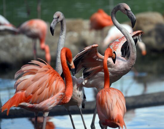 Russia Zoo