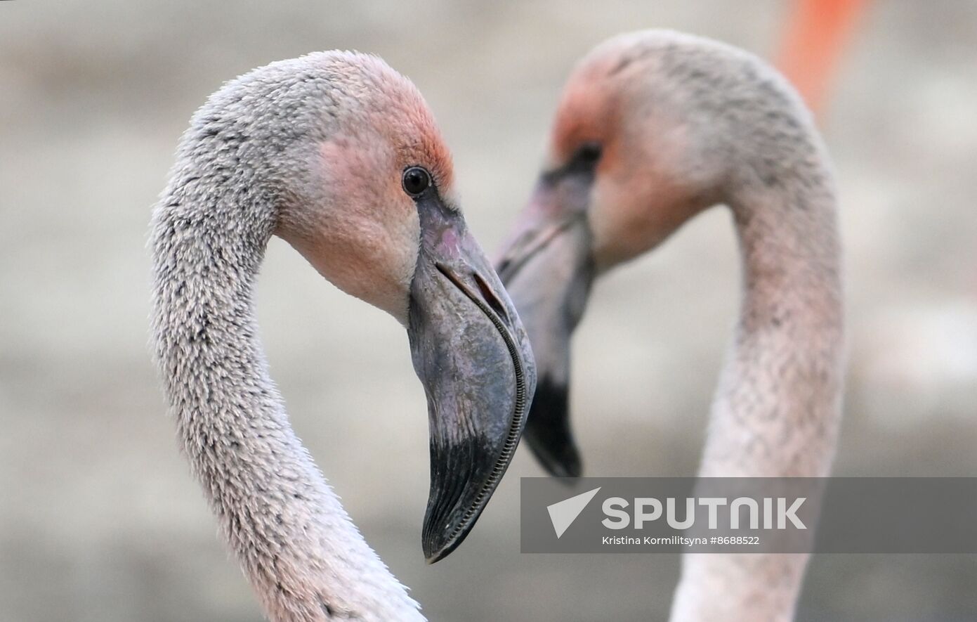 Russia Zoo