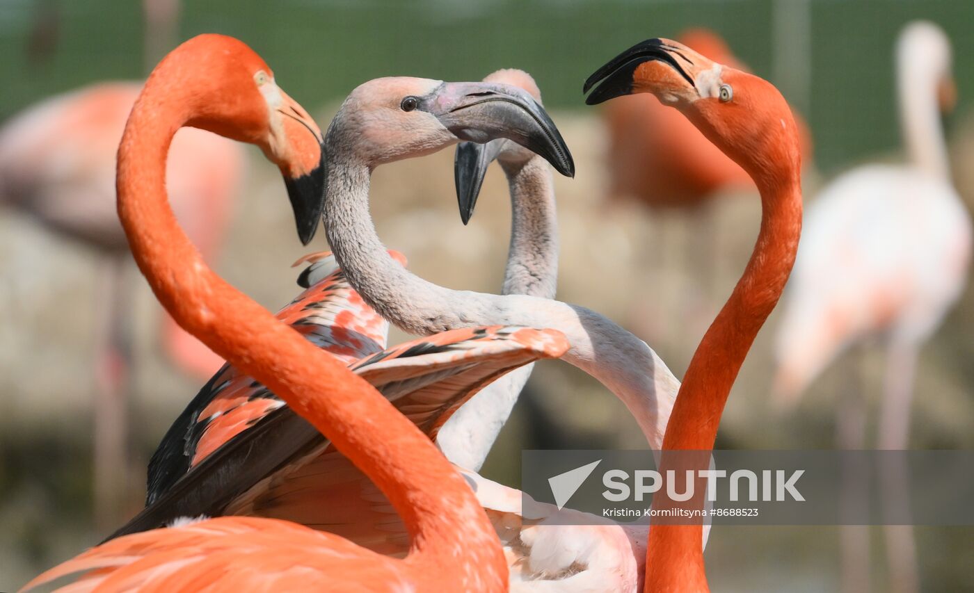Russia Zoo