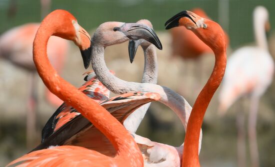 Russia Zoo