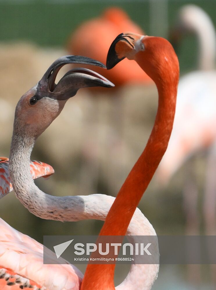 Russia Zoo