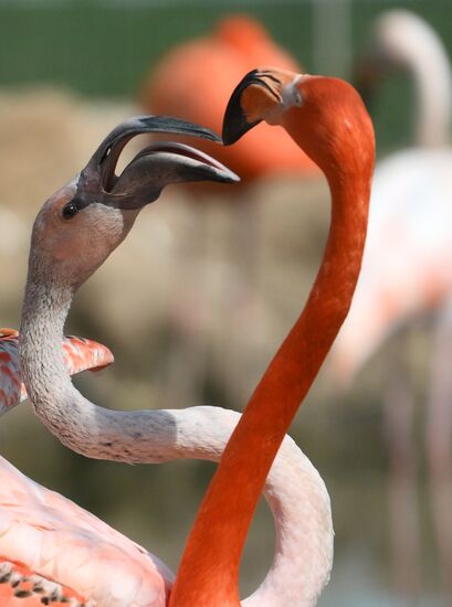 Russia Zoo