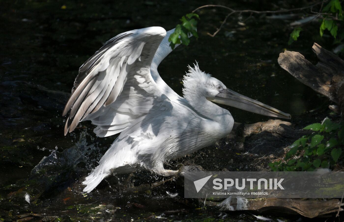Russia Zoo