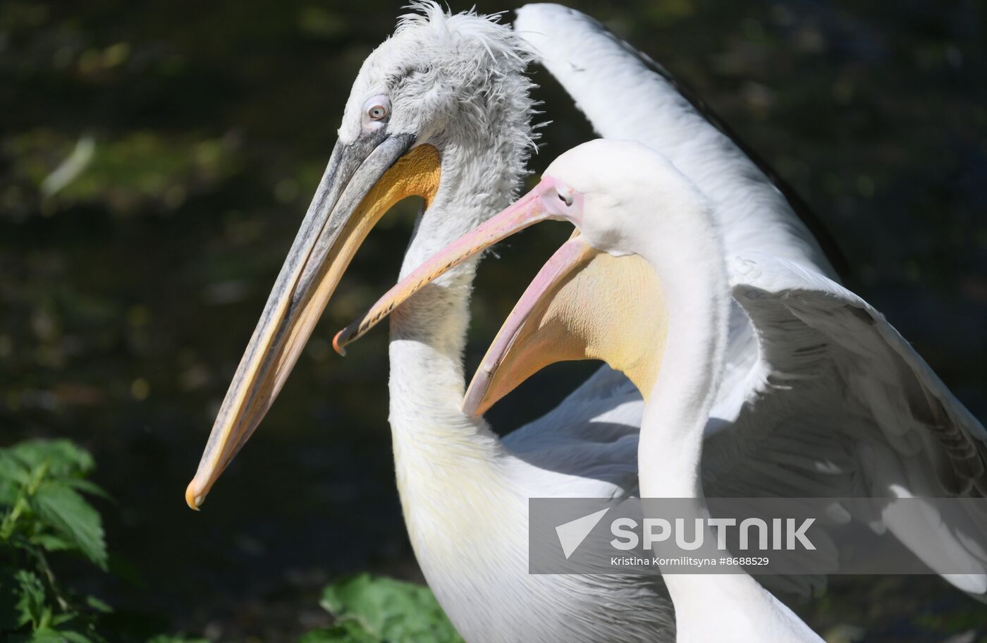 Russia Zoo