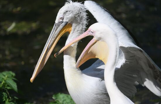 Russia Zoo