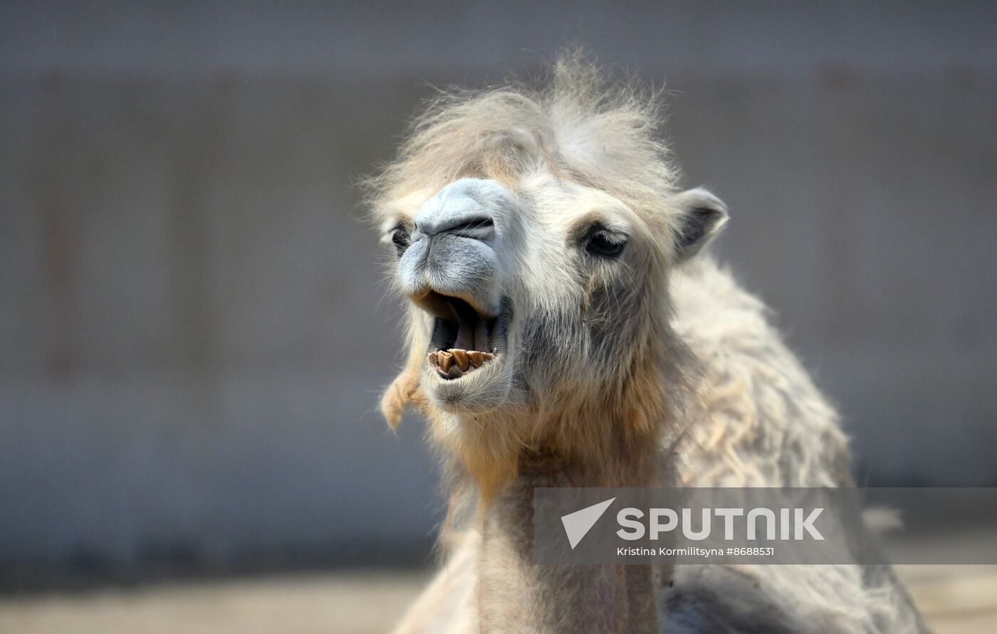 Russia Zoo