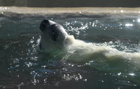 Russia Zoo