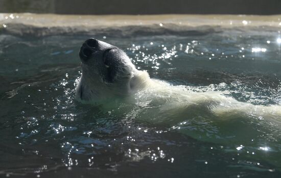 Russia Zoo