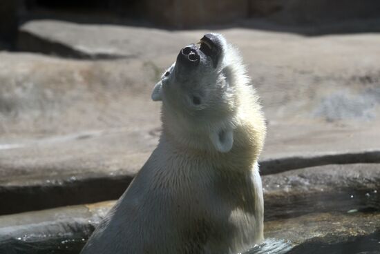 Russia Zoo