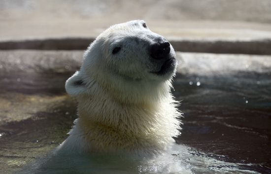 Russia Zoo