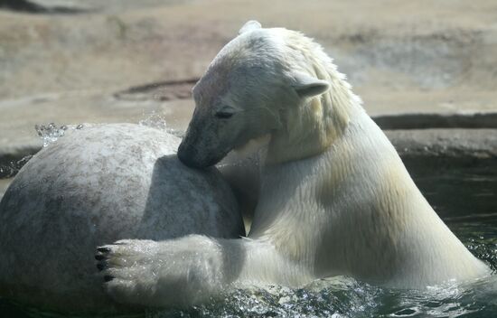 Russia Zoo