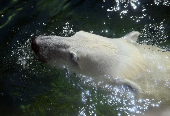 Russia Zoo