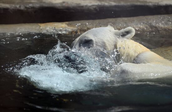 Russia Zoo