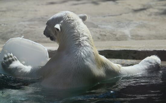 Russia Zoo