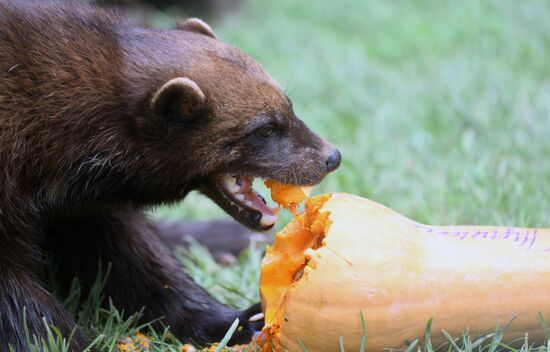 Russia Zoo