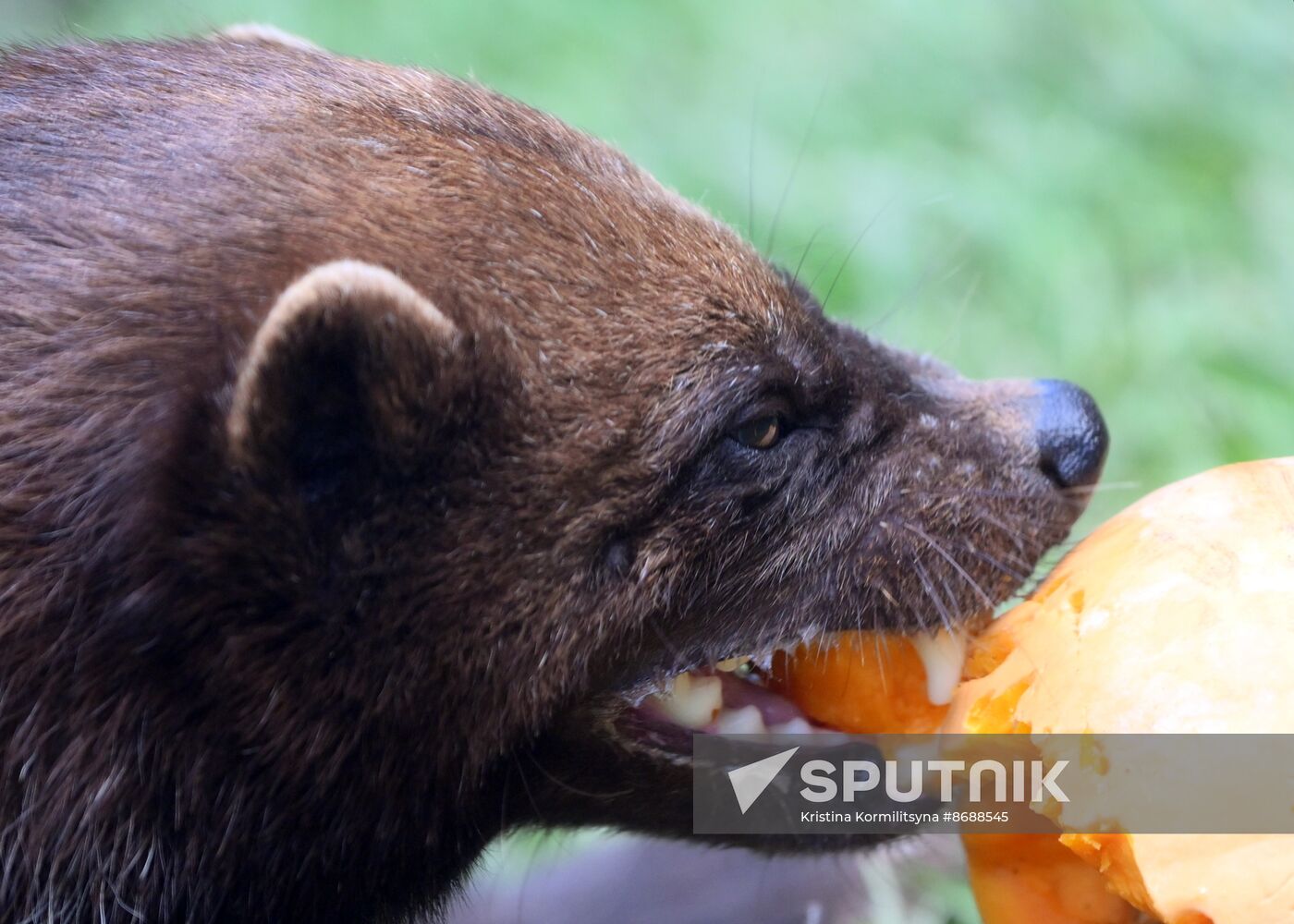 Russia Zoo