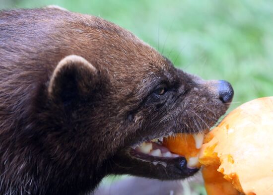 Russia Zoo