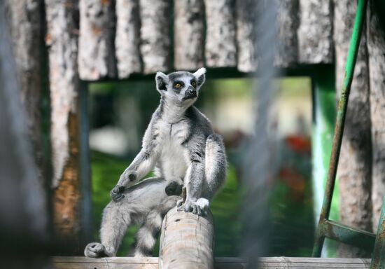 Russia Zoo