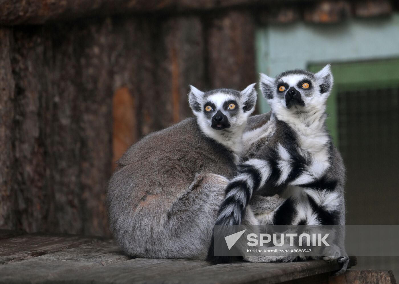 Russia Zoo