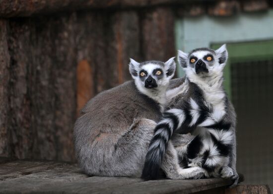 Russia Zoo