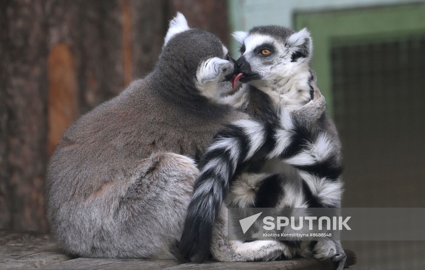 Russia Zoo