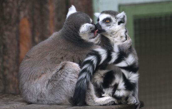 Russia Zoo
