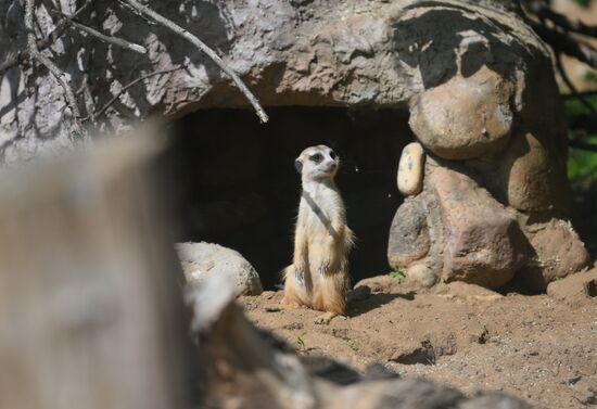 Russia Zoo