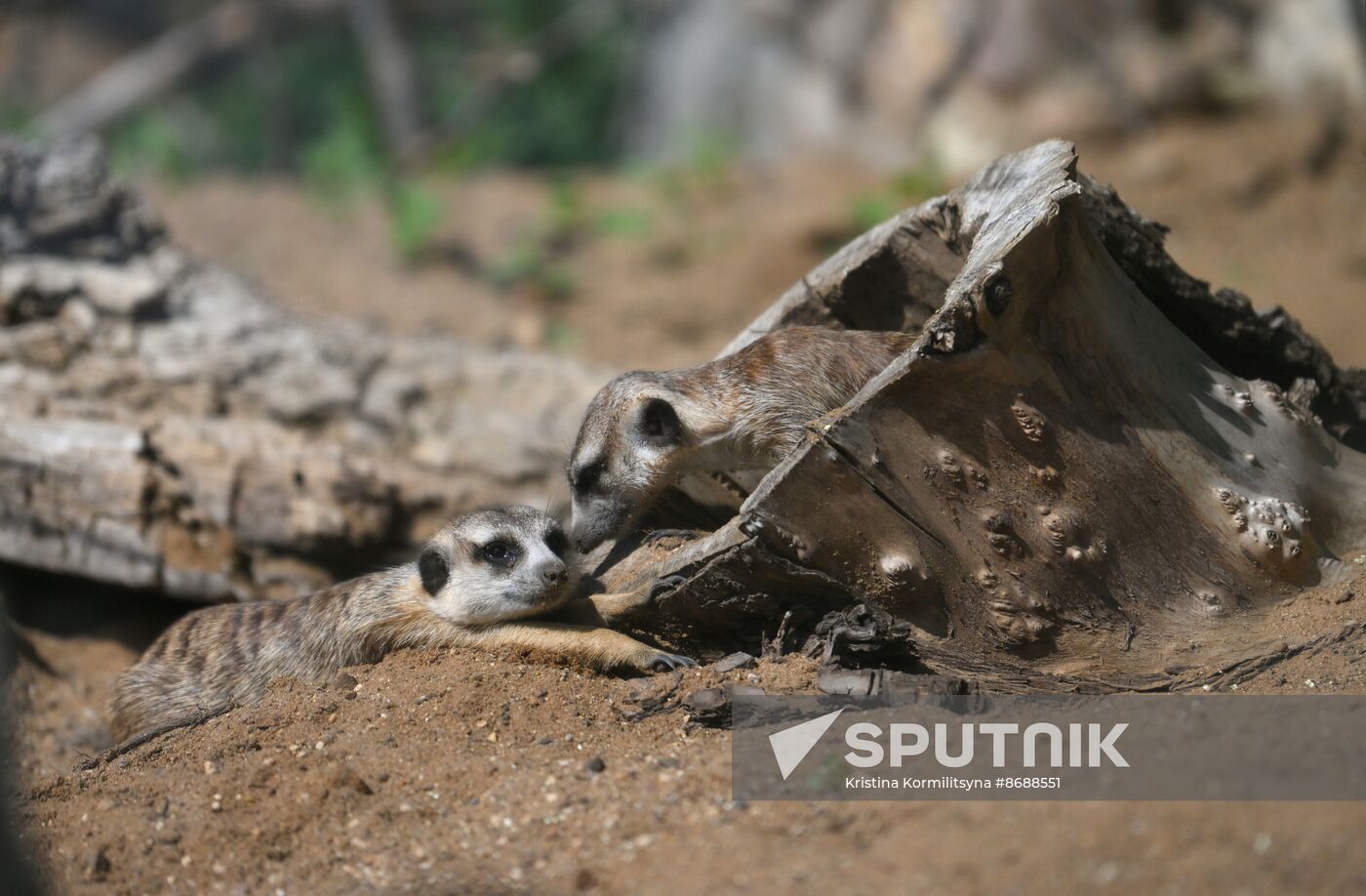 Russia Zoo