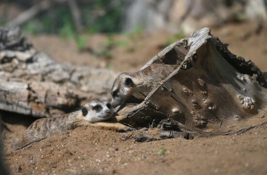 Russia Zoo